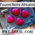 African Black Ant 13